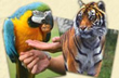Parrot and Tiger